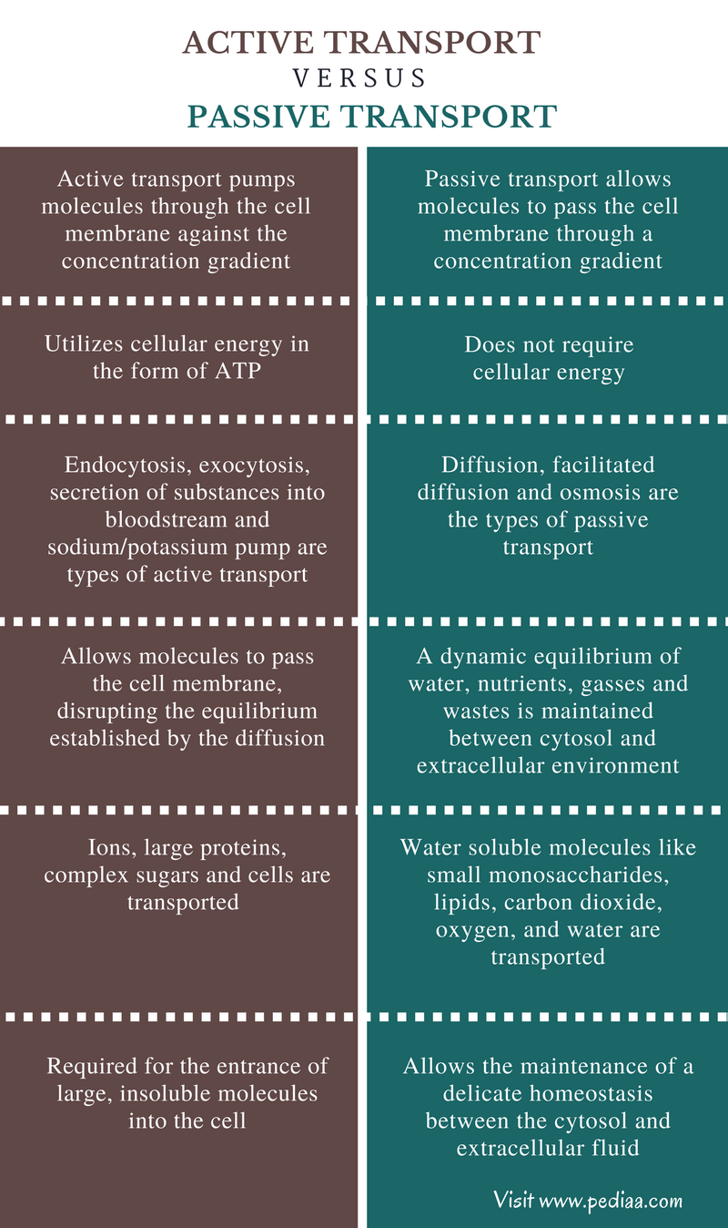 similarities-and-differences-between-passive-and-active-transport