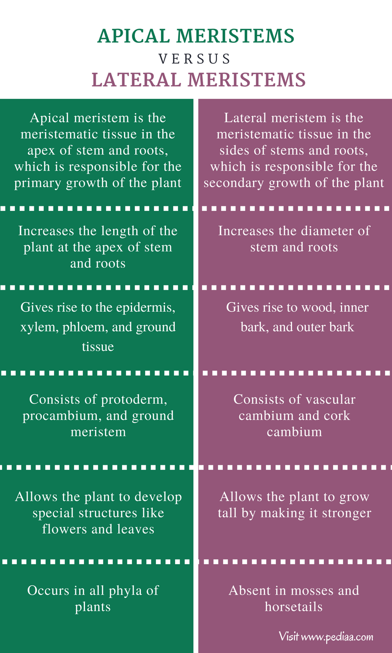 difference-between-apical-and-lateral-meristems-definition