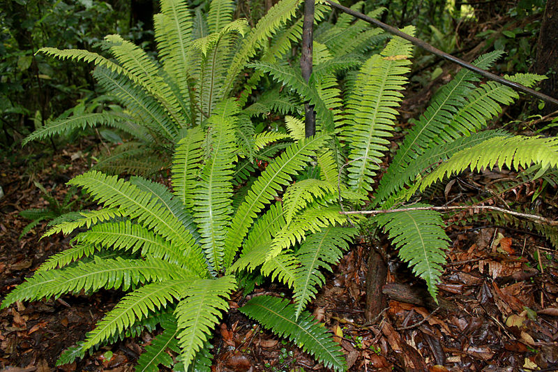 Difference Between Bryophytes And Pteridophytes | Definition, Structure ...