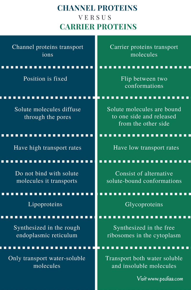 difference-between-channel-and-carrier-proteins-characteristics