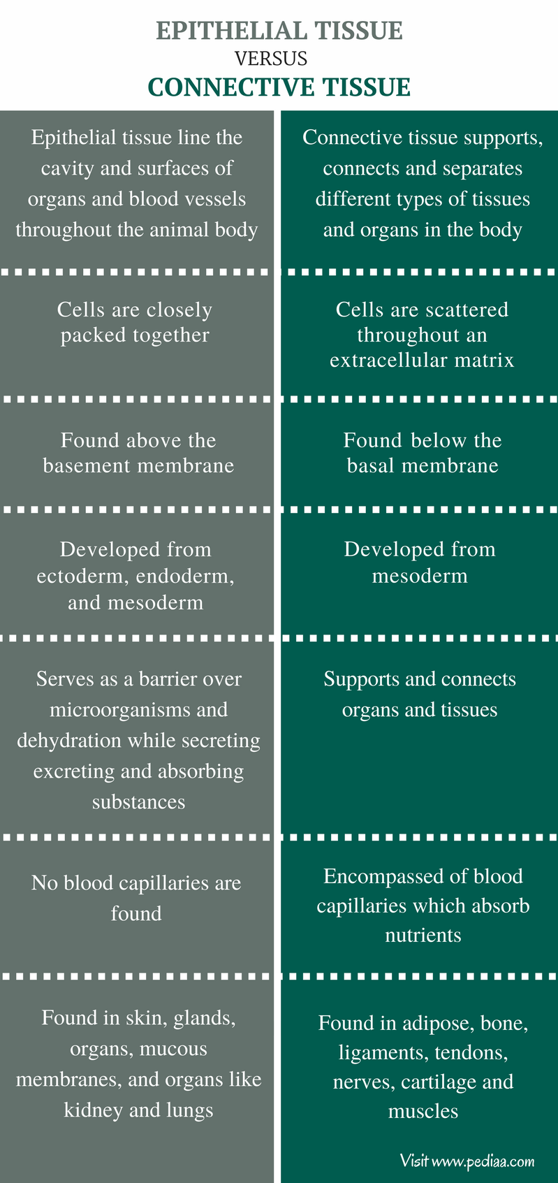 difference-between-epithelial-and-connective-tissue-definition