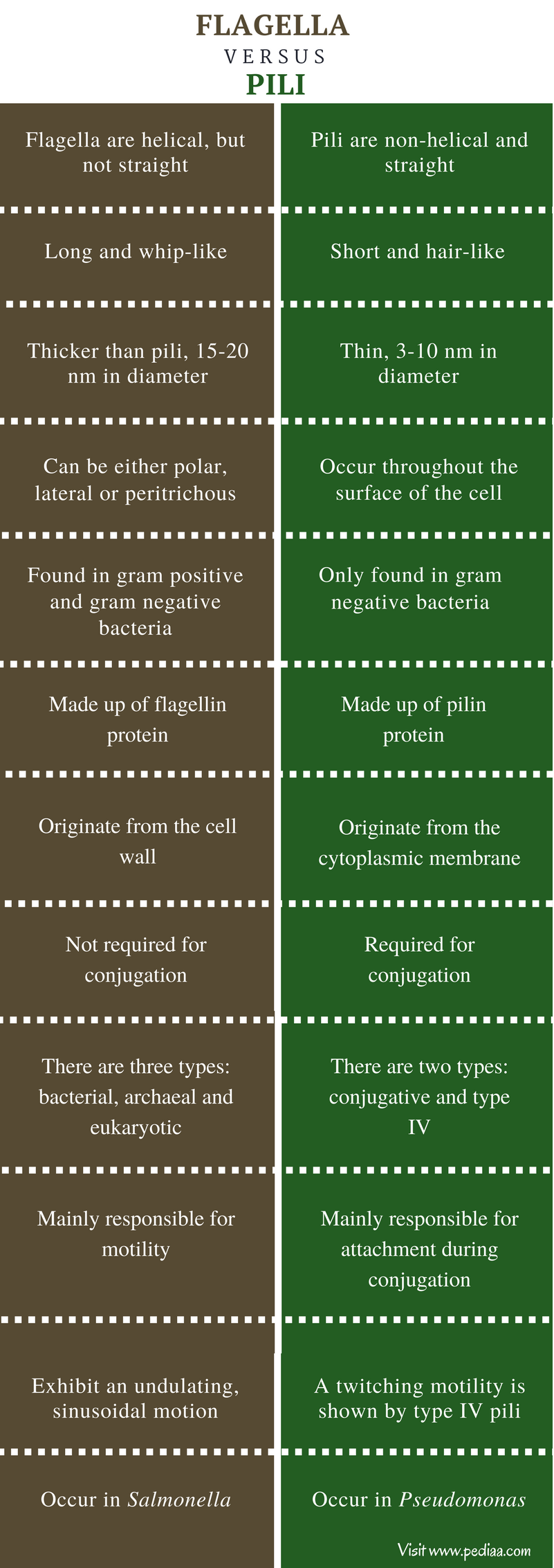 difference-between-prokaryotic-flagella-and-eukaryotic-flagella