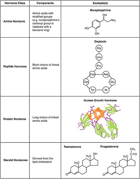 Difference Between Hormone And Enzyme Definition Properties Functions Examples