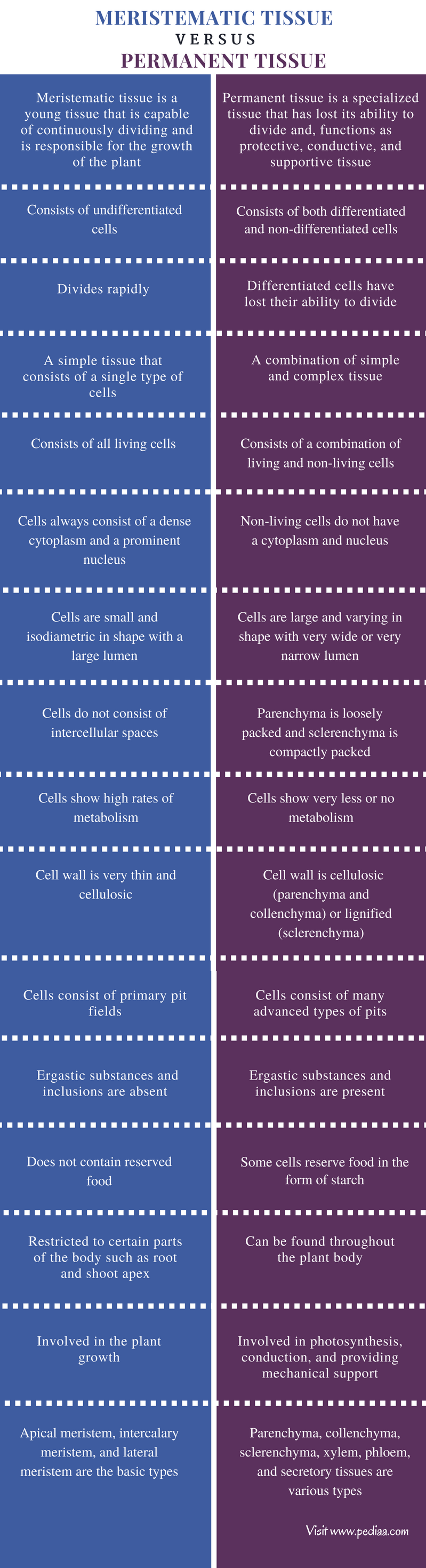 What Is Permanent Tissue Classify And Describe Them