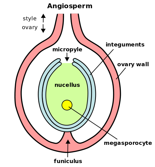 endosperms-and-its-types-youtube