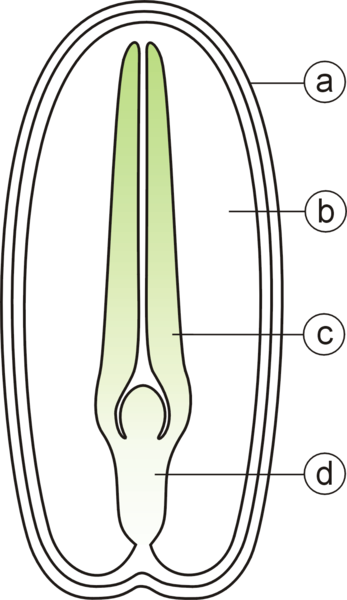 Main Difference - Perisperm vs Endosperm