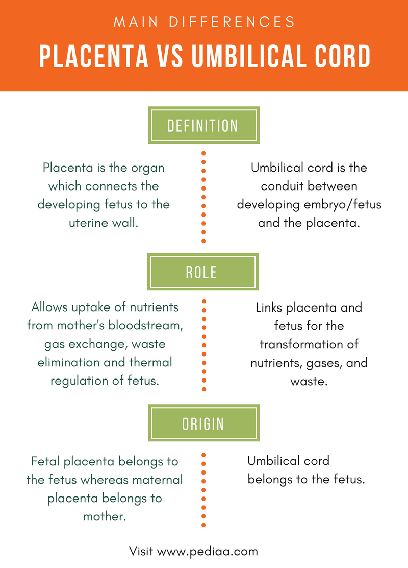Difference Between Placenta And Umbilical Cord Pediaacom