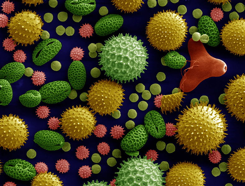 Difference Between Pollen Grain and Ovule