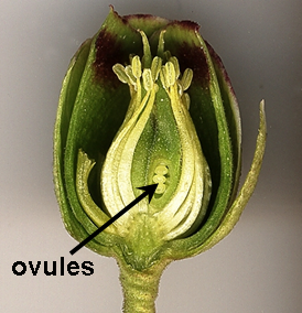 Main Difference - Pollen Grain vs Ovule