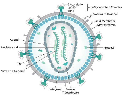 Main Difference - Retrovirus vs Bacteriophage