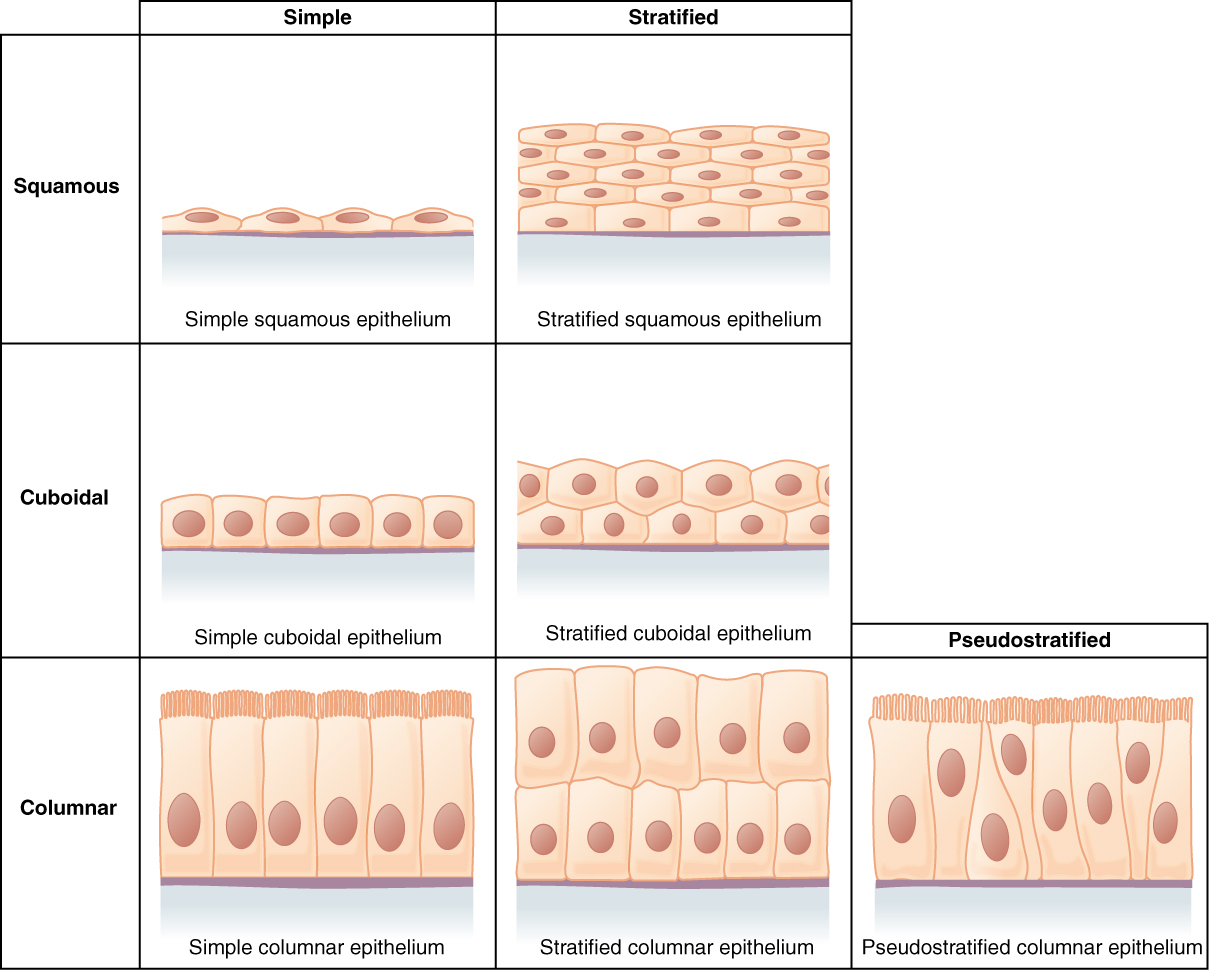 Other Term For Columnar