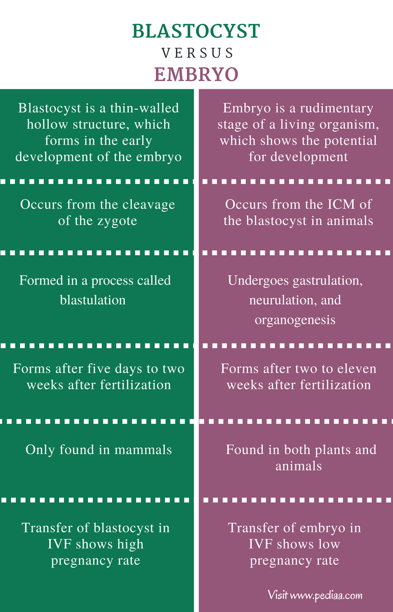 Difference Between Blastocyst and Embryo | Definition, Development