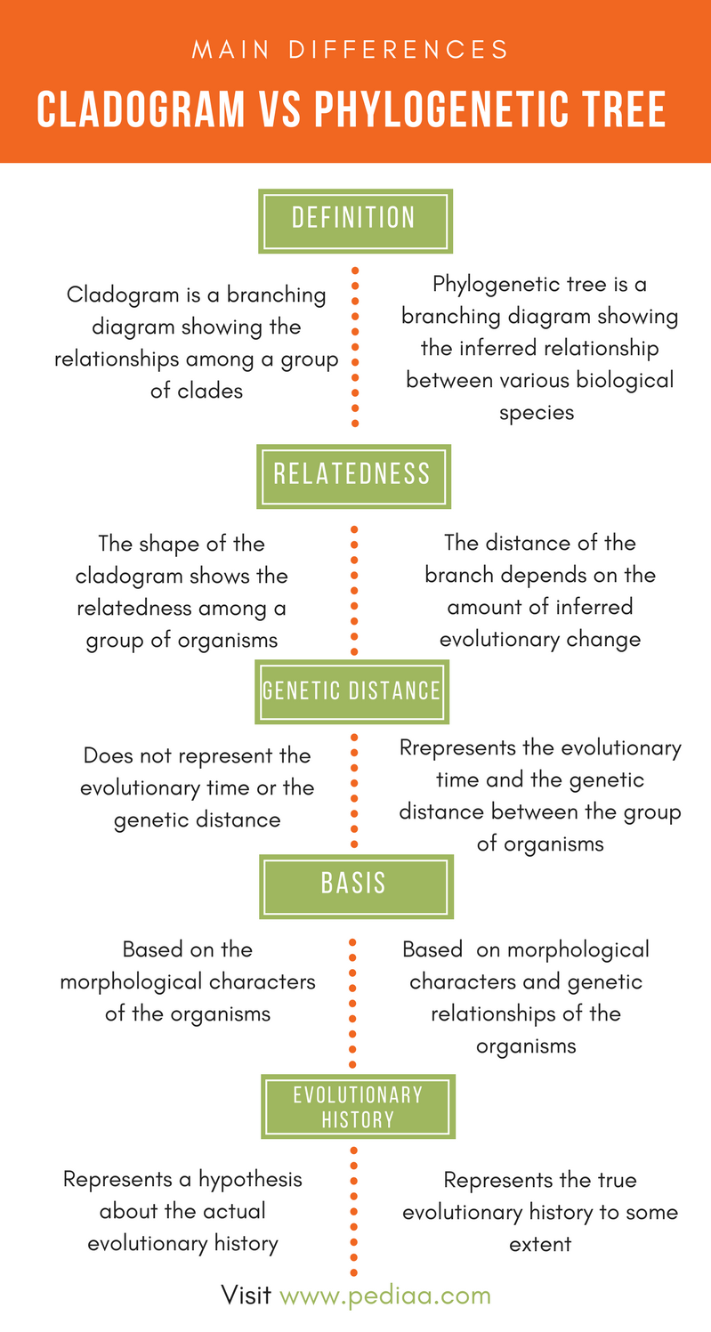 difference between evolutionary tree and phylogenetic tree