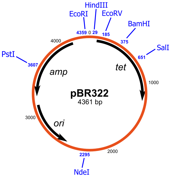 Difference Between Cloning Vector and Expression Vector | Definition