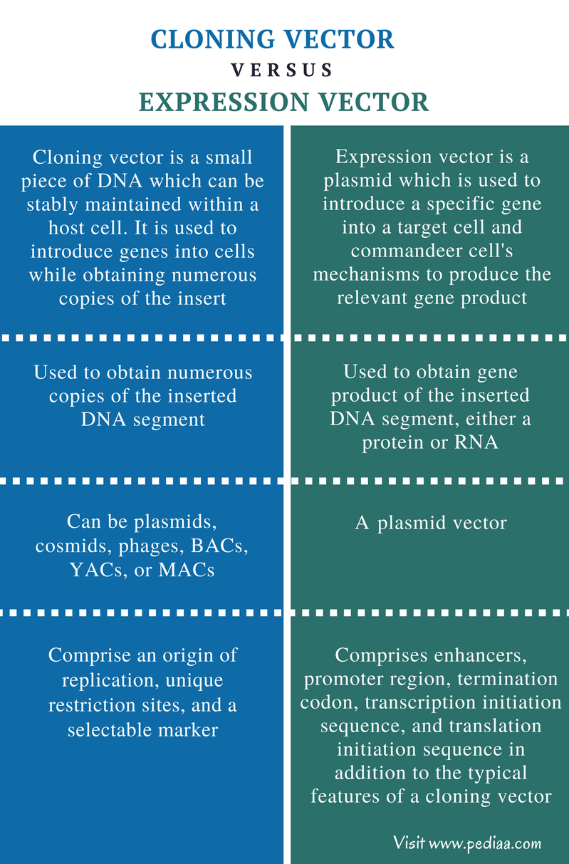 Difference Between Cloning Vector and Expression Vector | Definition