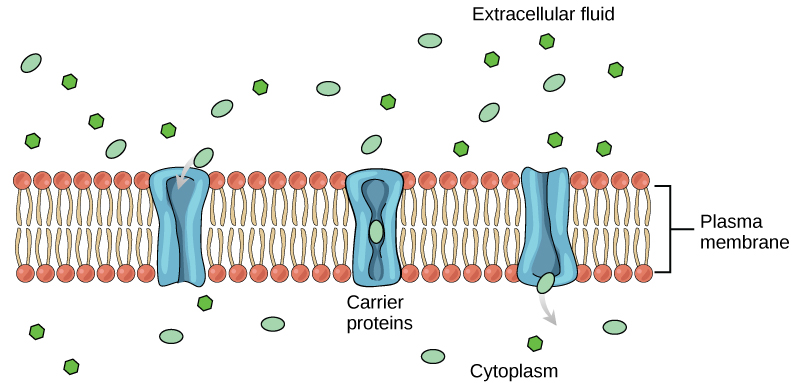 Difference Between Diffusion And Active Transport Definition Types Process Similarities