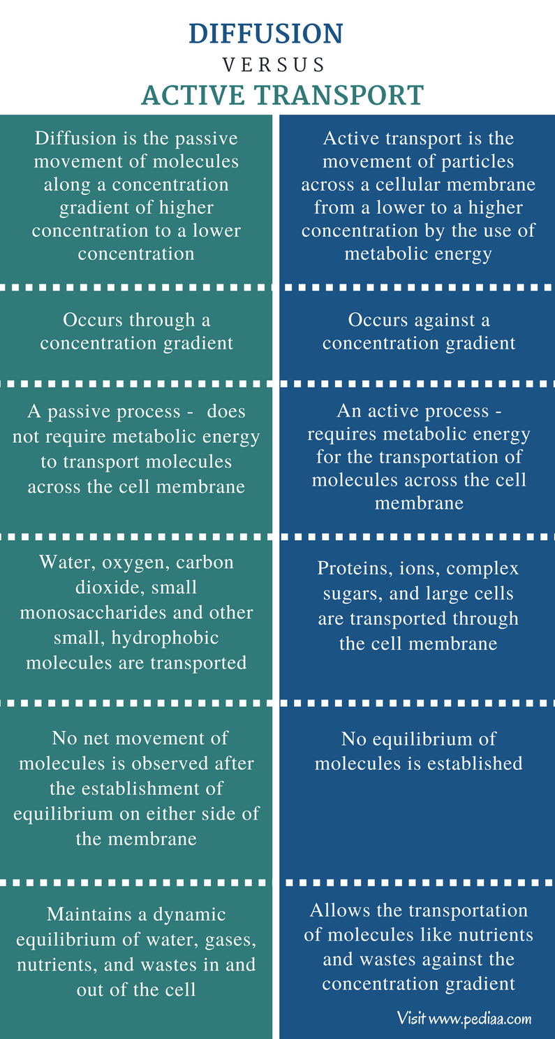 active-and-passive-transport-diagram-quizlet