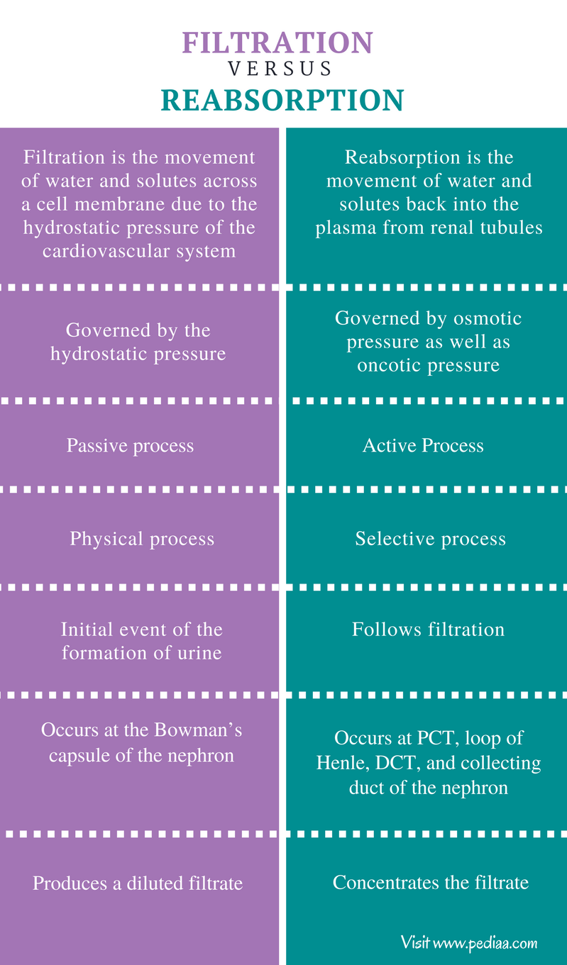 difference-between-filtration-and-reabsorption-definition-process