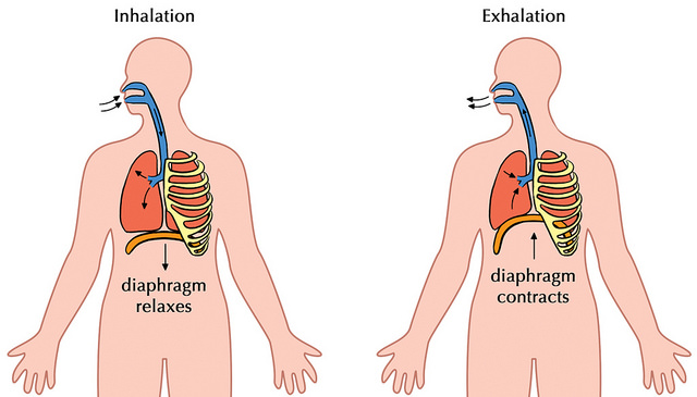 difference-between-inhalation-and-exhalation-definition-process-role