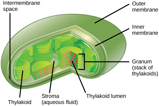 Difference Between Membranous and Nonmembranous Organelles | Definition