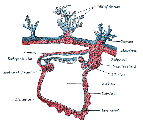 Difference Between Mesenchyme and Mesoderm