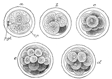 Main Difference - Morula vs Blastula