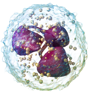 Difference Between Neutrophils And Macrophages Definition Types Characteristics Similarities Differences