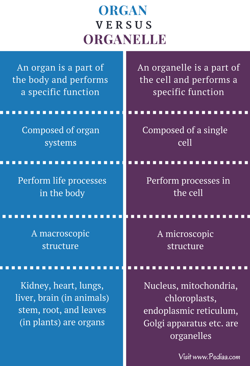 differentiate between organ and organelle