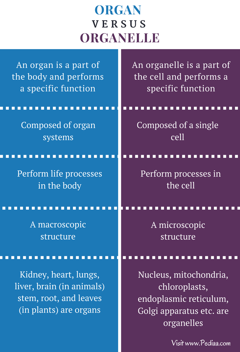 Difference Between Organ and Organelle | Definition, Composition, Role