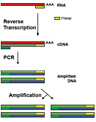 Difference Between PCR and RT PCR - 3