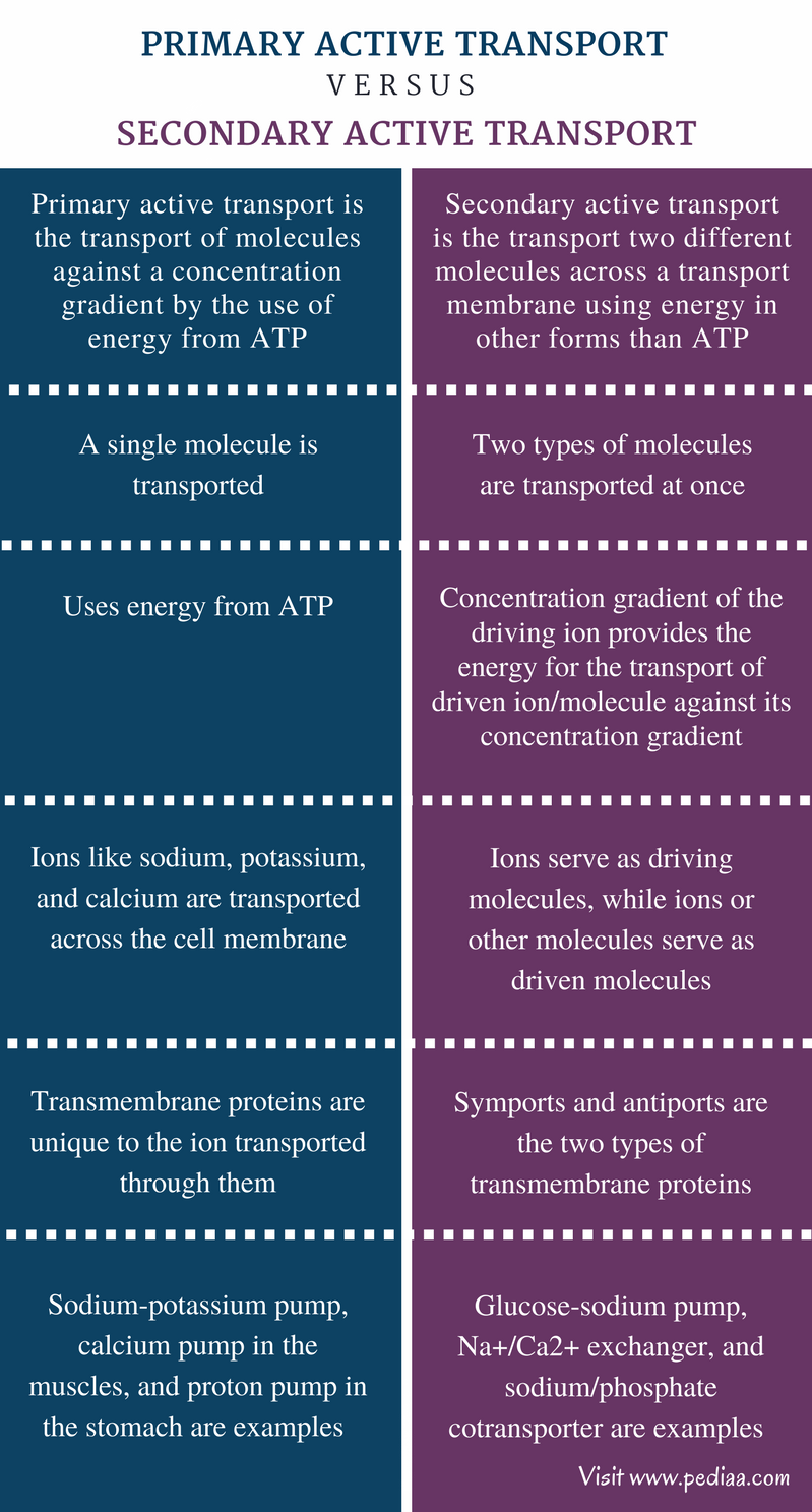 Difference Between Primary And Secondary Active Transport Definition