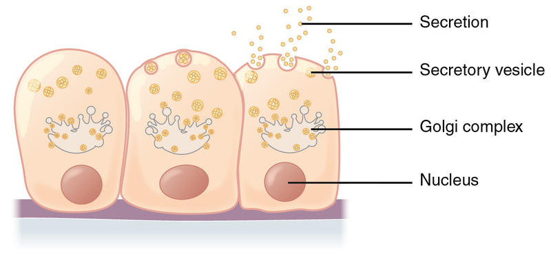 difference-between-secretion-and-excretion-definition-glands-and