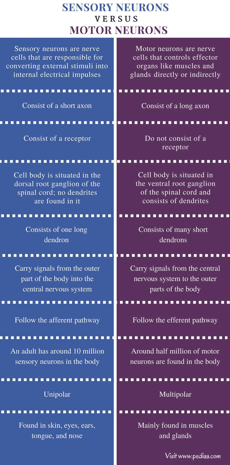 Difference Between Sensory and Motor Neurons | Definition, Structure