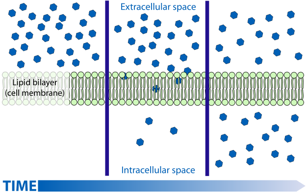 difference-between-simple-diffusion-and-facilitated-diffusion