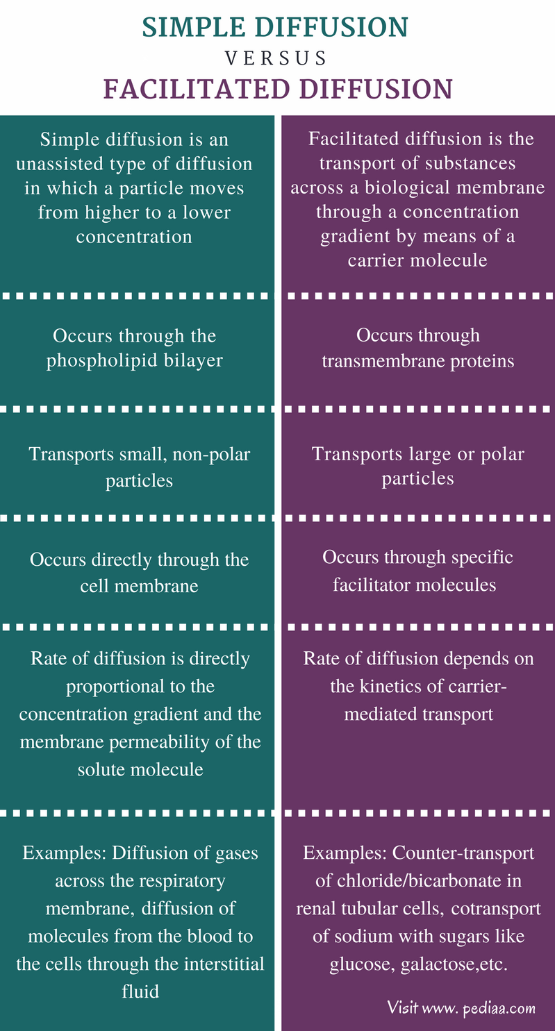 diffusion-through-plasma-membrane-simple-diffusion-of-water-and-gasses