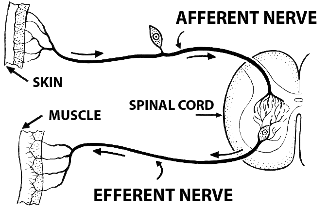 distinguish-between-a-afferent-neurons-and-efferent-neurons-b-impulse