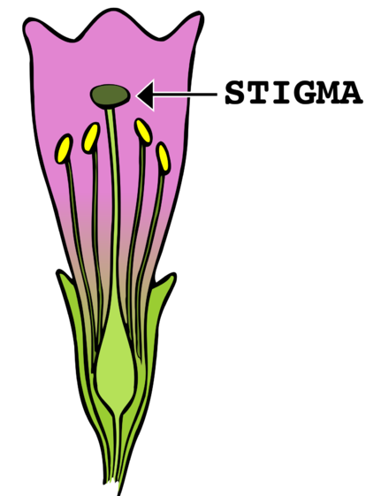 difference-between-anther-and-stigma-compare-the-difference-between