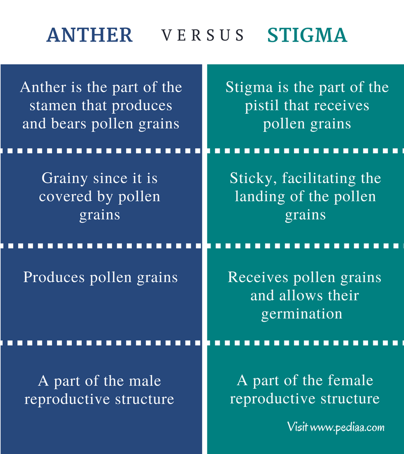 difference-between-anther-and-stigma-definition-features-types