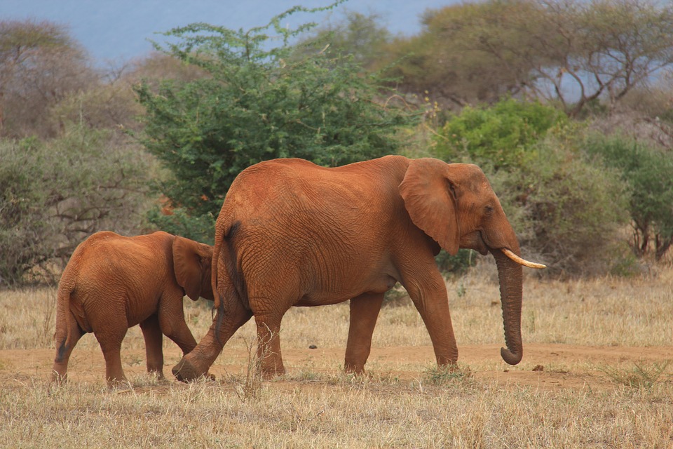 What Is The Definition Of Terrestrial Habitat