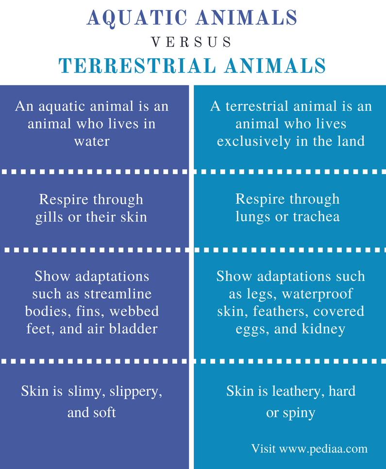 Difference Between Aquatic and Terrestrial Animals | Definition