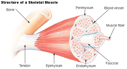 Skeletal Cardiac And Smooth Muscle Chart