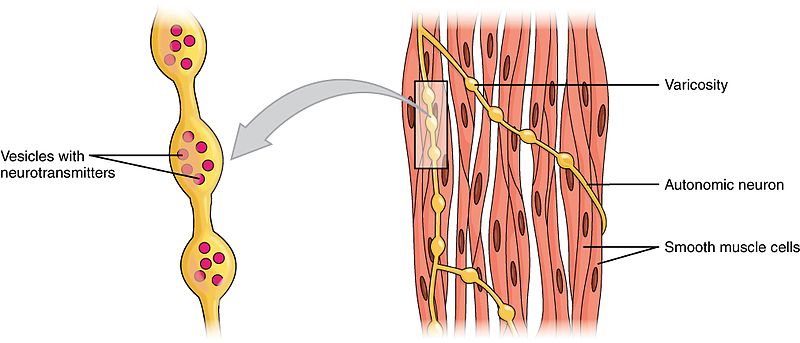 Difference Between Cardiac Skeletal and Smooth Muscle | Definition
