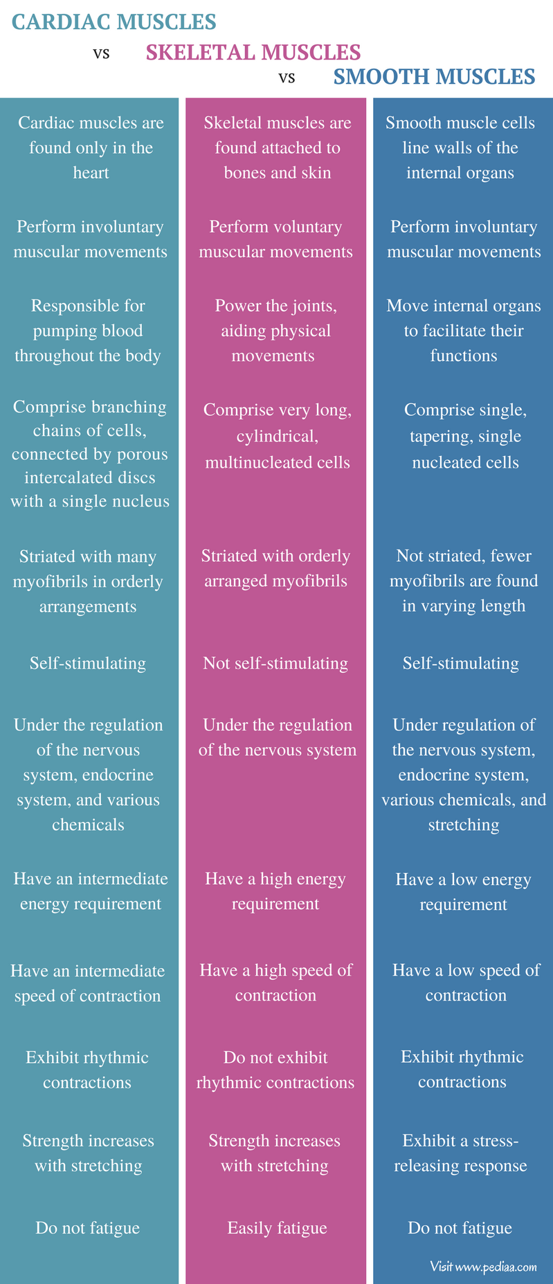 Skeletal Cardiac And Smooth Muscle Chart