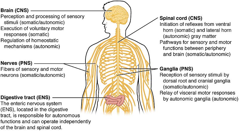 Cns And Pns Chart