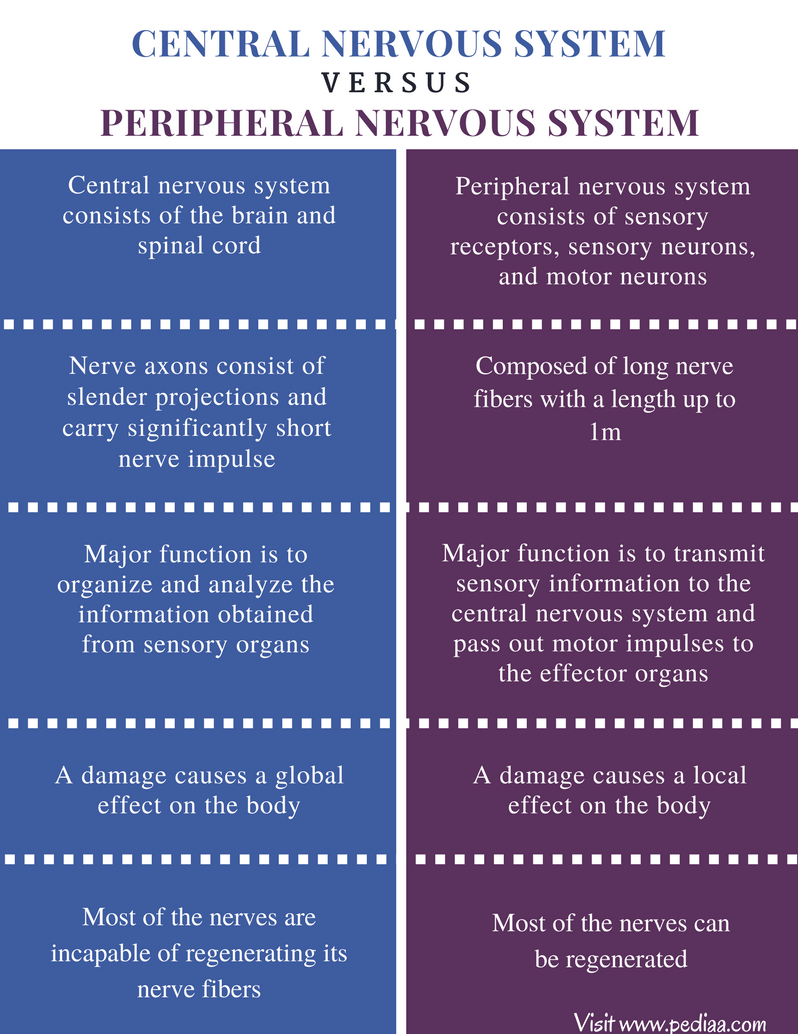 Difference Between Central And Peripheral Nervous System Definition Components Function