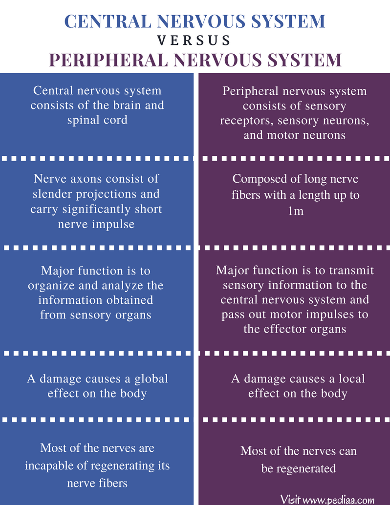 how-the-nervous-system-impacts-daily-life-intro-psych-blog-f19-group-9