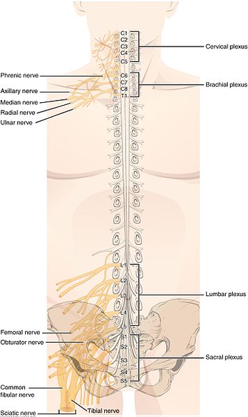Difference Between Cranial and Spinal Nerves | Definition, Types, Function