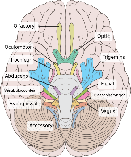 Main Difference - Cranial vs Spinal Nerves