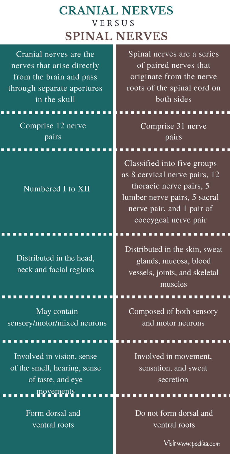 Difference Between Cranial and Spinal Nerves | Definition, Types, Function