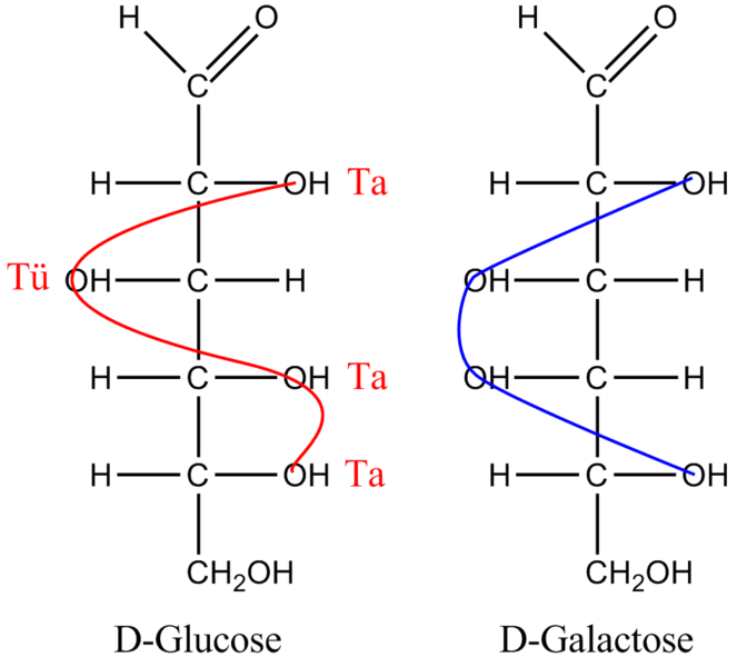 Difference Between Glucose And Galactose Definition